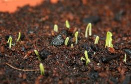 Многоярусный лук: посадка, уход, размножение Как размножить лук из покупной луковицы