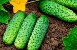 Как посадить огурцы в теплице для получения урожая круглый год Как посеять огурцы в теплице