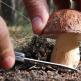 Время и условия роста грибов опят в лесу