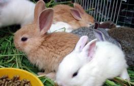 Комбикорм для кроликов: состав, рецепты, дозировка Расход кормов на 1 голову кролика