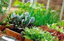 Выращивание зелени в теплице - полезные советы для большого урожая Выращивание салата в промышленных масштабах