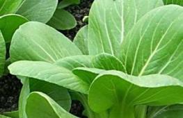 Growing Chinese cabbage How to grow Chinese cabbage in open ground