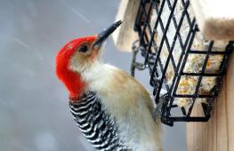 DIY bird feeders: interesting ideas and tips for implementing them Examples of bird feeders