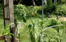 Fusarium wilt of cultivated plants - how to prevent and overcome Fusarium wilt of leaves
