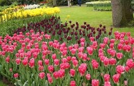 Tulips: care and cultivation of flowers
