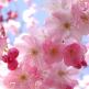 Sakura plant: description of the tree and its varieties