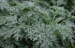 Cleansing and treatment of the liver with wormwood