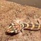 40 interesting facts about lizards