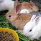 Compound feed for rabbits: composition, recipes, dosage Feed consumption per 1 rabbit head
