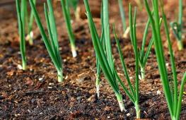 How to make hydroponics for growing onions?