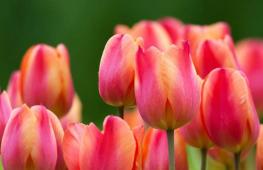 How do tulips propagate?