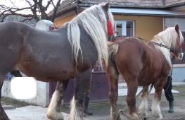Artificial insemination of mares