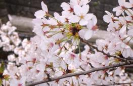 Sakura - decorative tree
