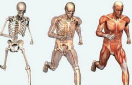 The supporting function of the skeleton is that it is a support for the muscles and internal organs, which, fixing to the bones, are held in their position. The structure of the growth of bones human skeleton