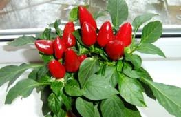 Ornamental pepper care and growing in an apartment Ornamental pepper in a pot pinching