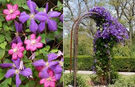 Clematis in the garden - photos of varieties and the use of vines in landscape design Clematis for vertical gardening in landscape design