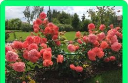 Floribunda roses, what are they, how to plant and care?