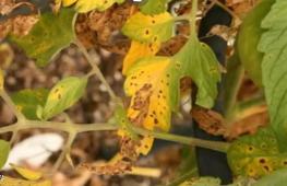 Late blight of tomatoes - a disease that can be defeated