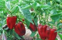 We grow sweet peppers on our site