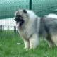 Description of the Keeshond breed, the health of the dog and its cost Spitz large Keeshond