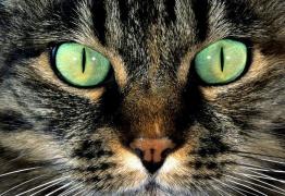Looking into the eyes of a cat: why not and what threatens