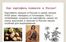 The Russified Spaniard: in which country did they first start growing potatoes?
