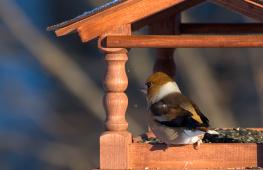 How to feed birds correctly in winter