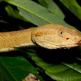 The terrifying island of snakes in brazil