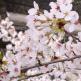 Sakura - decorative tree