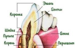 Teeth growing technology